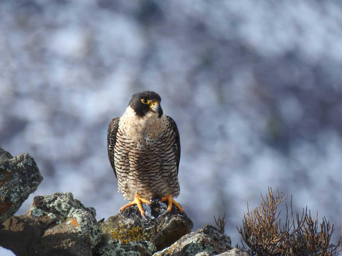 Reserva Natural Urbana Quilque Lil Reserva Natural Urbana Quilque Lil