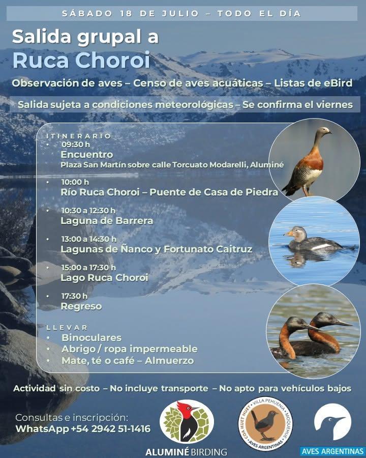  Aluminé Birding - Avistaje de aves y observación de naturaleza