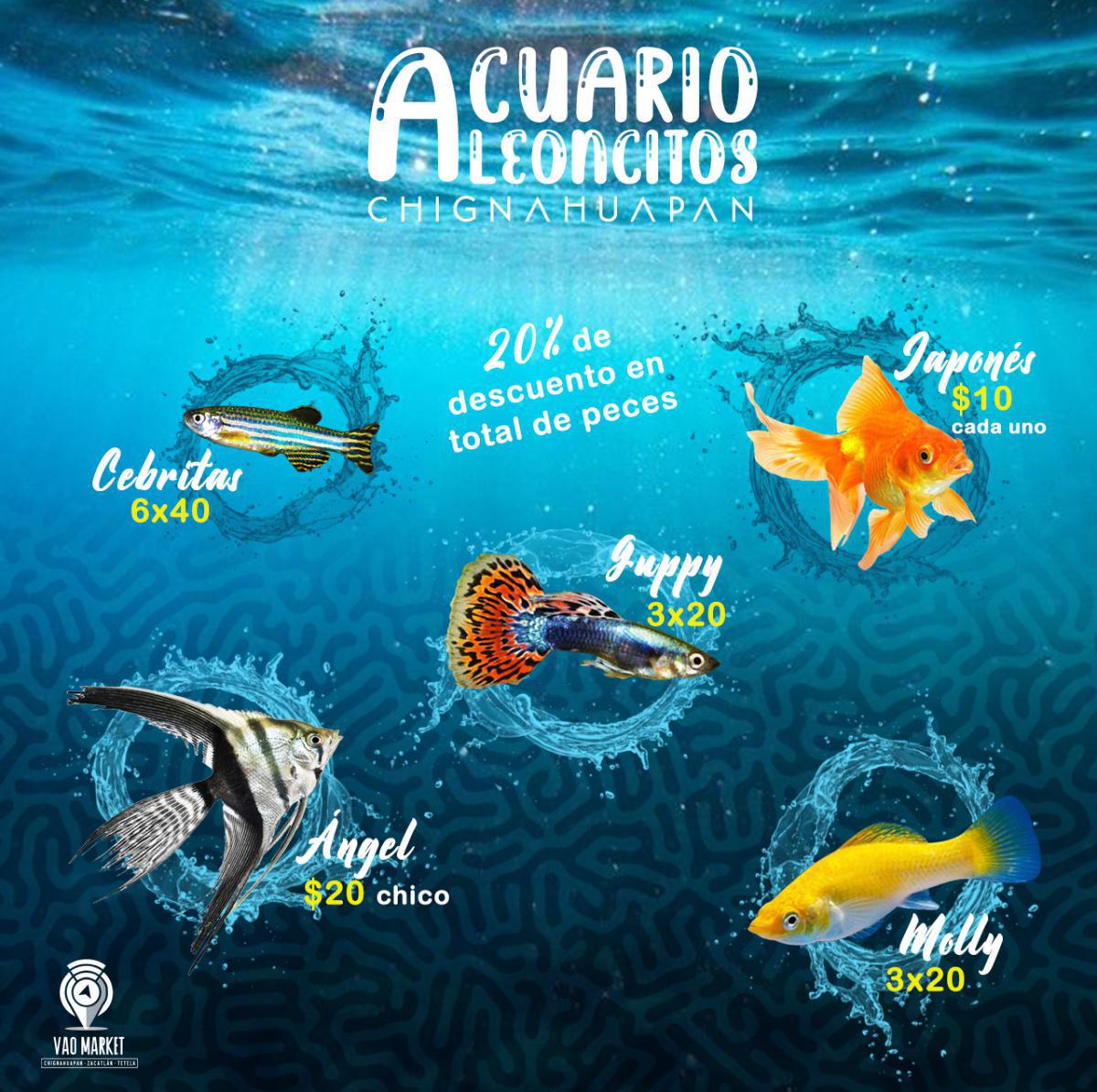 Acuario - LEONCITOS -