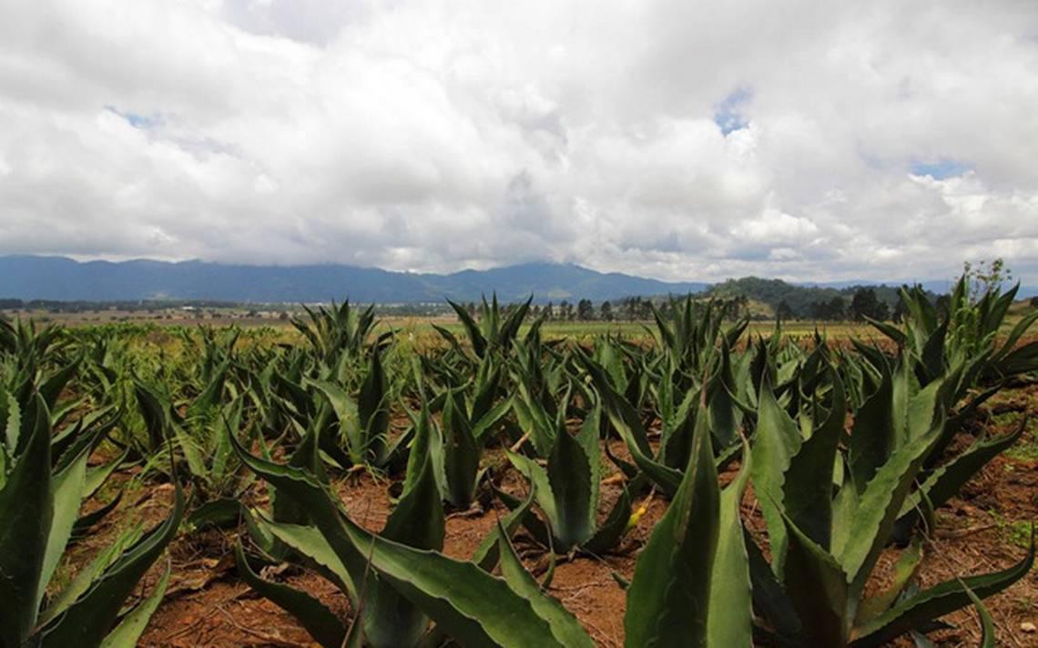 Hacienda Amoltepec