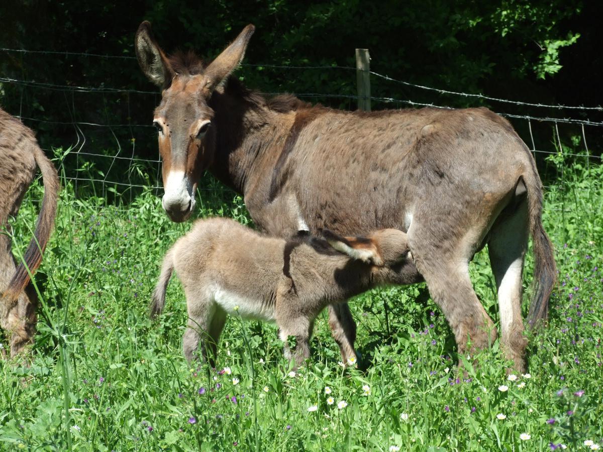 Il Marrugio Azienda Agricola - Il Marrugio Farm Il Marrugio Azienda Agricola - Il Marrugio Farm