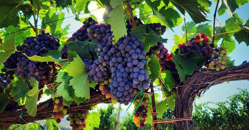 Terre d'Aquesia - Lands of Aquesia Terre d'Aquesia - Lands of Aquesia