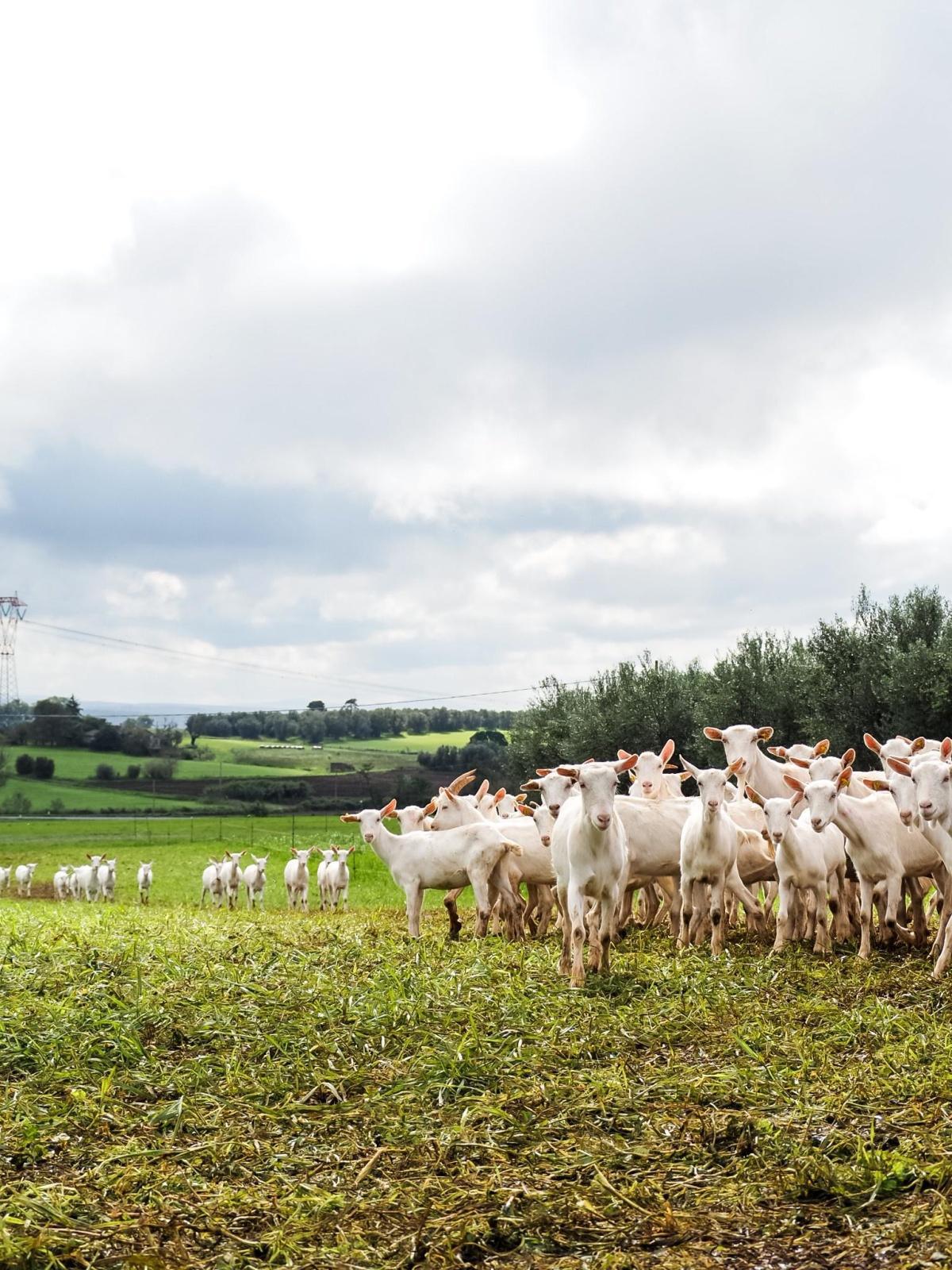 Azienda Agricola Monte Jugo - Monte Jugo Farm