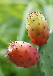 Figues de barbarie Dellahia, vertus insoupçonnées 