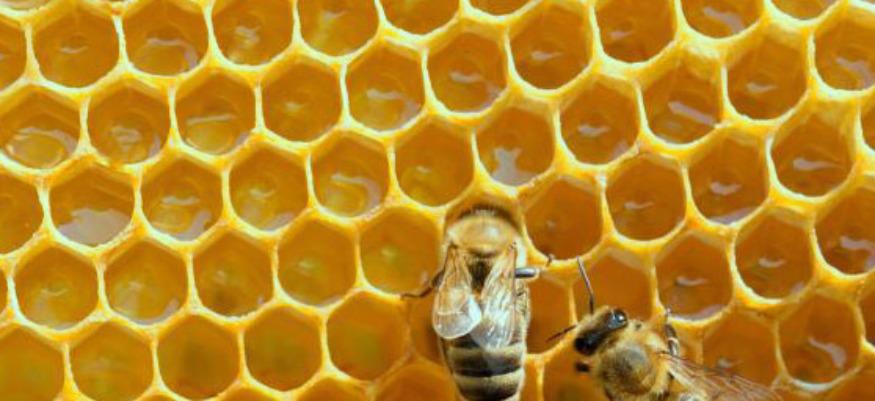 Trois cures pour se préserver cet automne 