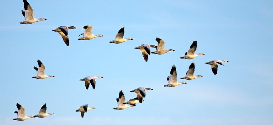 Importance des oiseaux dans l'écosystème