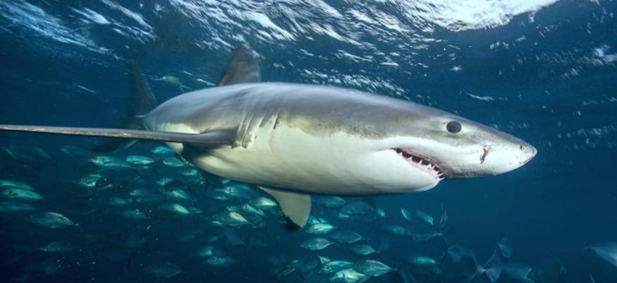 Faut-il avoir peur des requins au Maroc