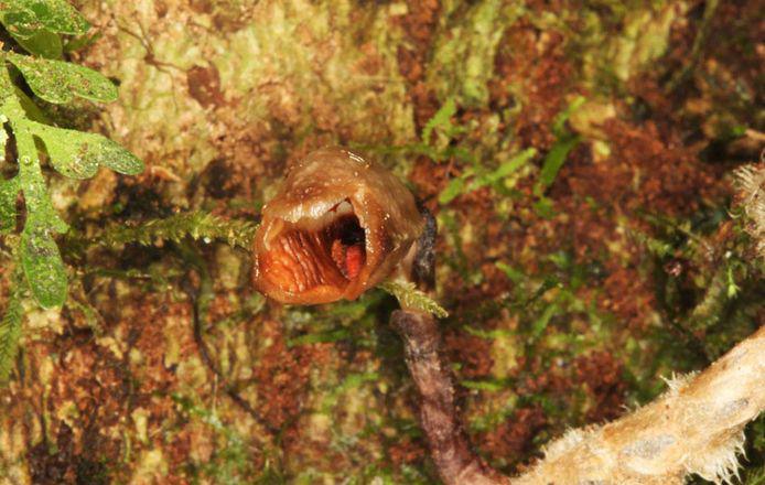 L'orchidée la plus moche du monde existe