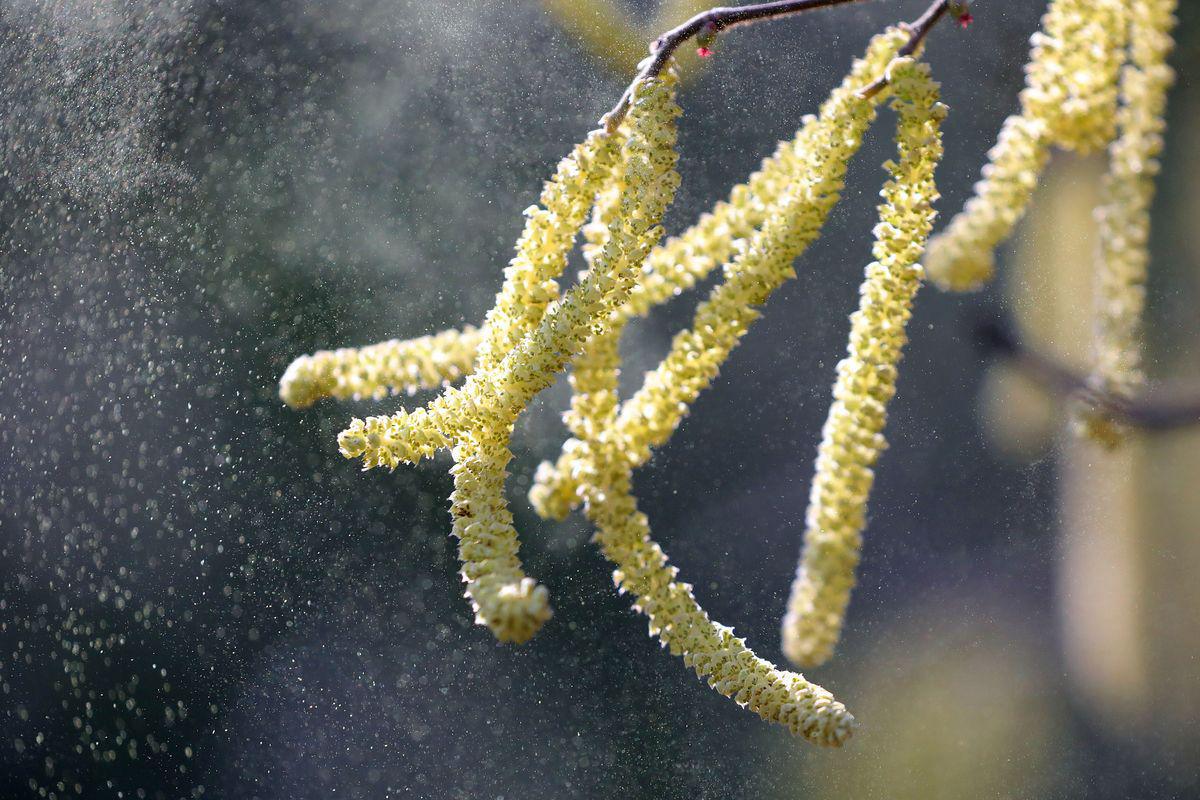 Covid-19 plus de risque : Plus pollens dans l'air augmente le risque