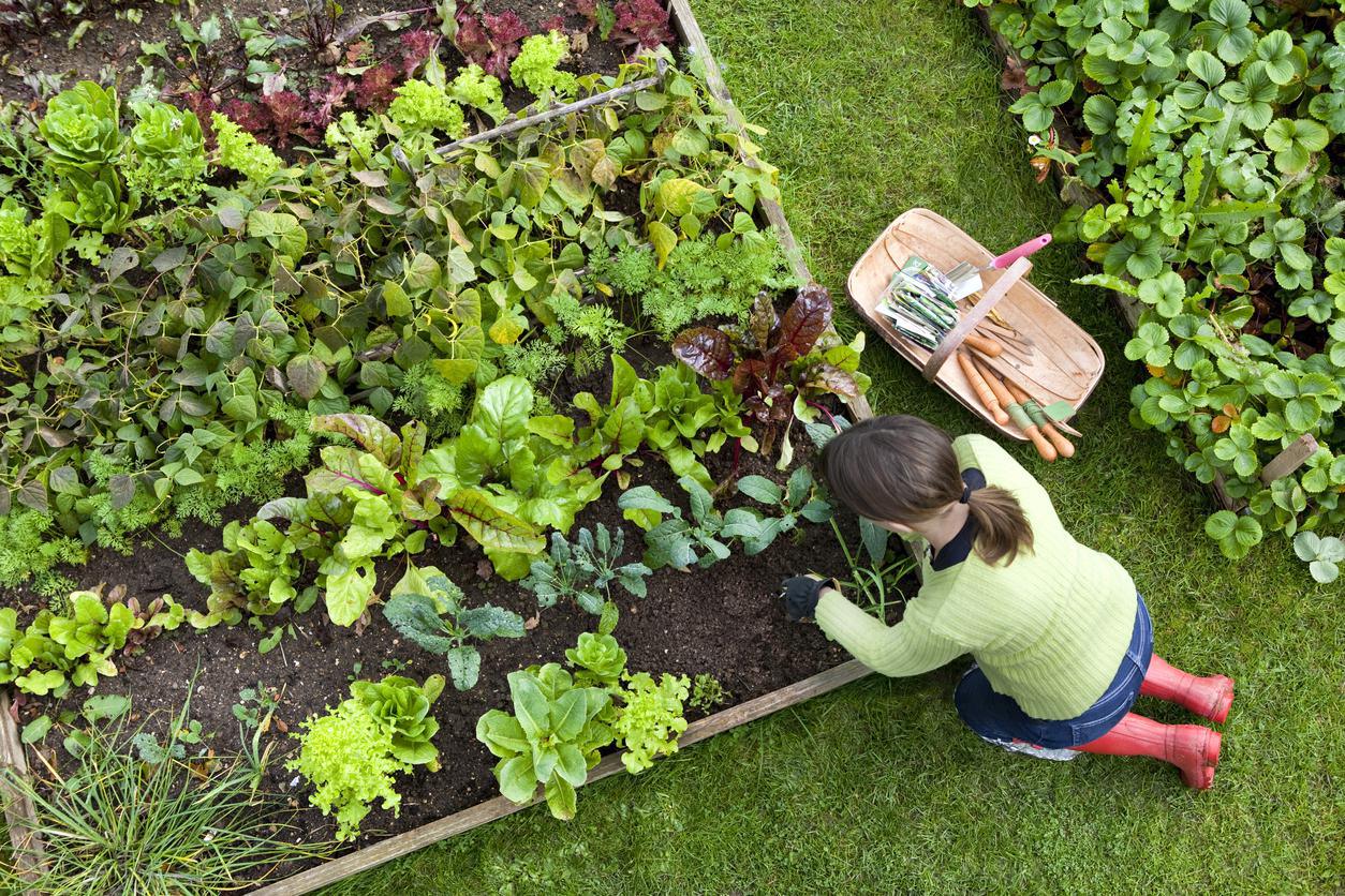 C'est le printemps, voici une liste de légumes à planter dès maintenant !