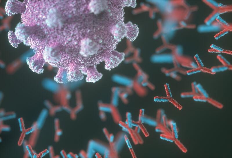 Covid-19 : les anticorps persistent «jusqu'à 13 mois après» une infection
