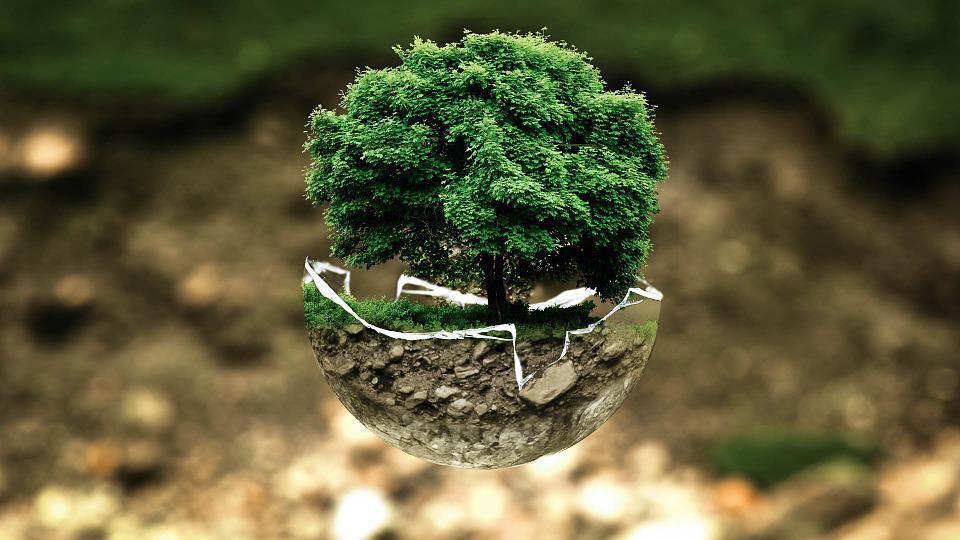4,5 millions d’arbres plantés par l’OCP à fin 2020