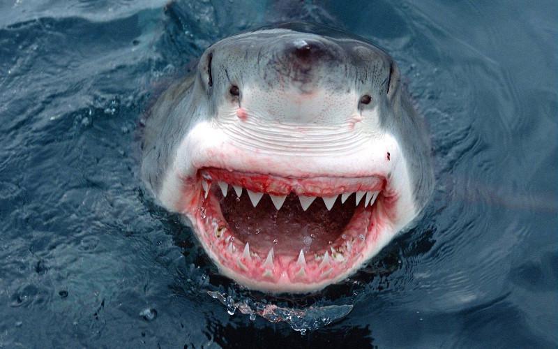 Comment font les requins pour dormir ?