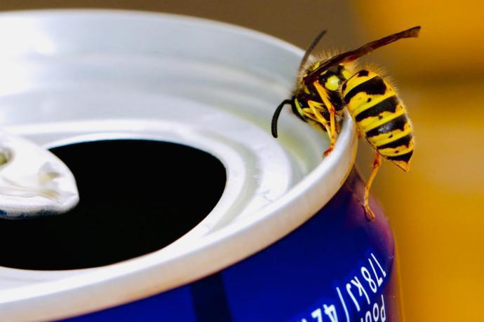 Des astuces pour éloigner les insectes lors d'un pique-nique 