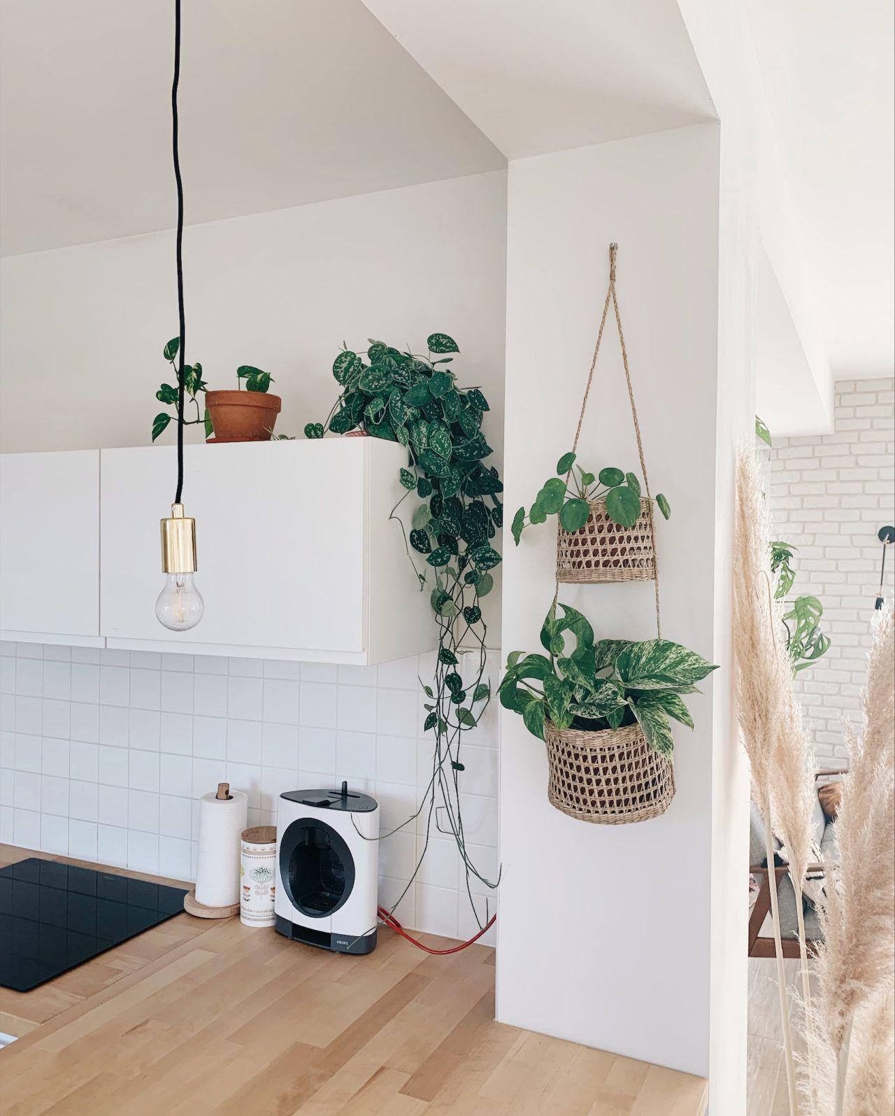 Déco : des plantes d'intérieur qui n'ont pas besoin de lumière