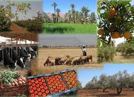 Les pires échecs du ministre de l'Agriculture : Marocains , vous méritez mieux !