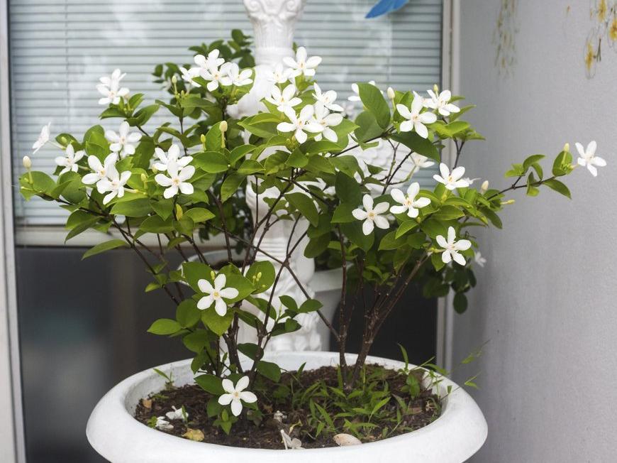 Sommeil : 5 plantes pour mieux dormir
