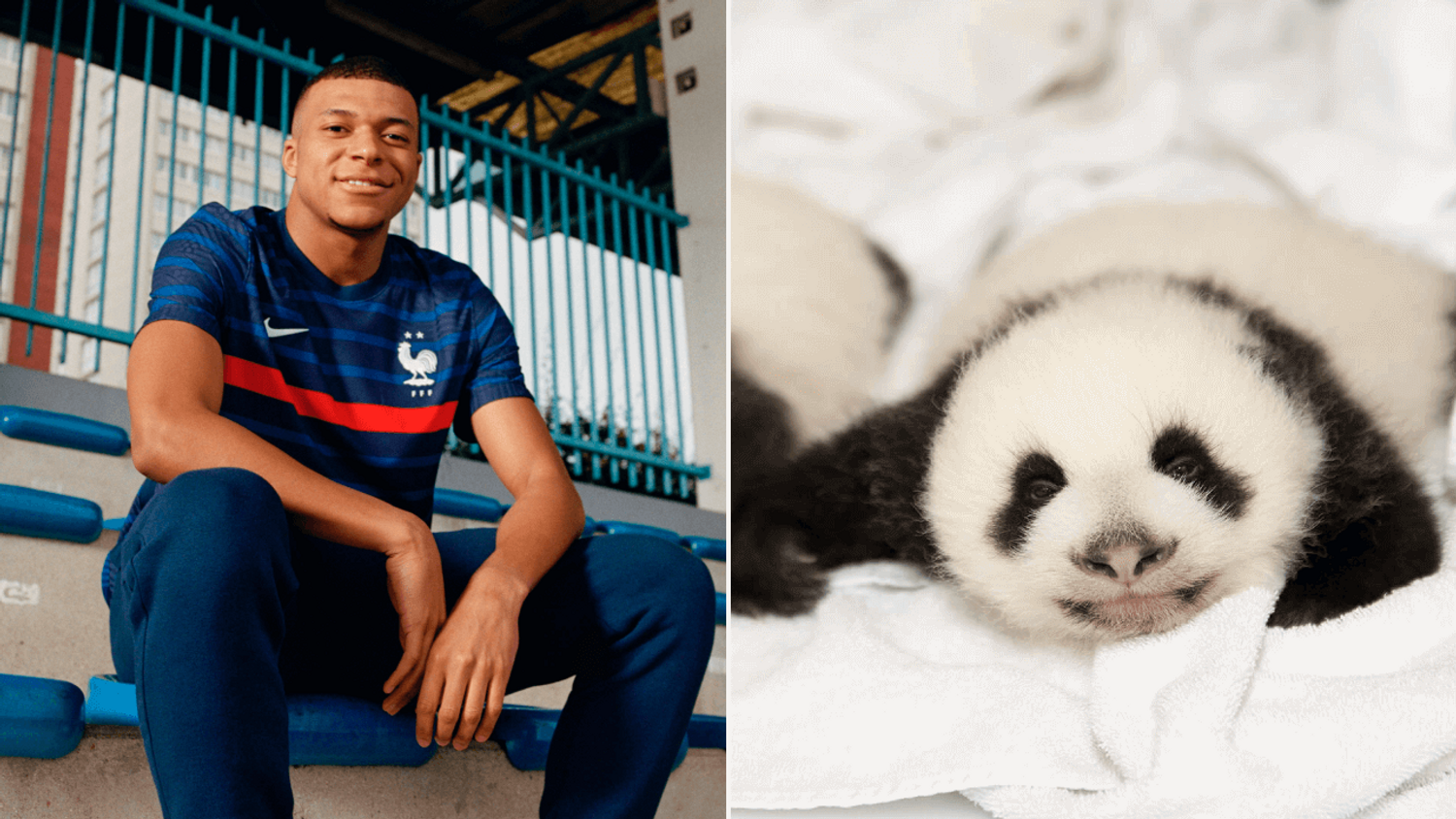 Mbappé sera le parrain d'un bébé panda de zoo de Beauval