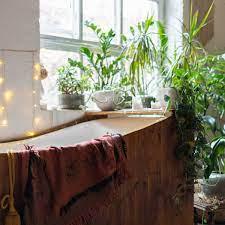 4 plantes d'intérieur qui absorbent l'humidité