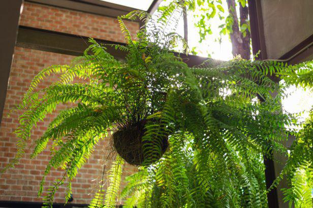 4 plantes d'intérieur qui absorbent l'humidité
