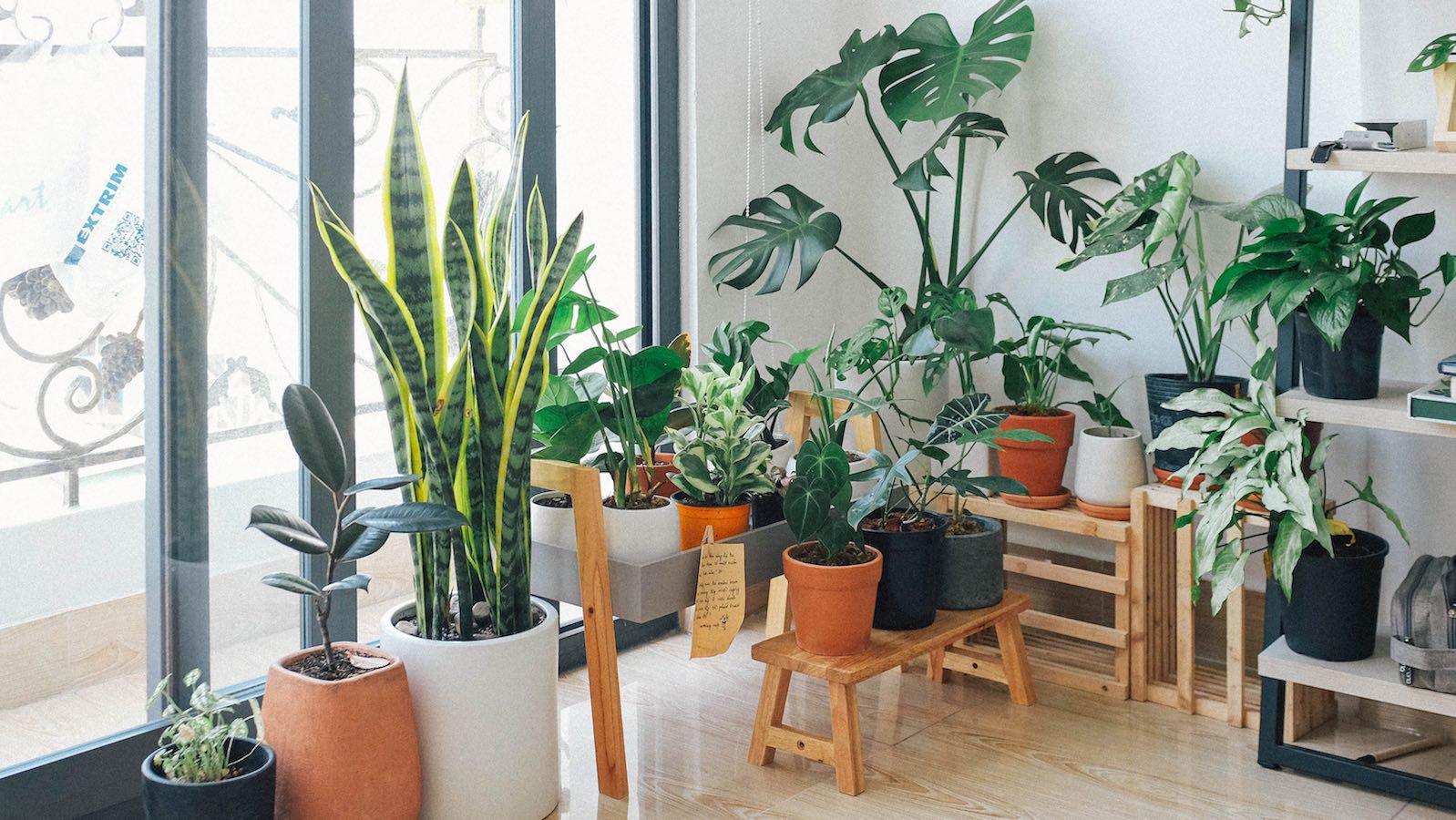 Comment prendre soin des plantes d’intérieur en hiver ?