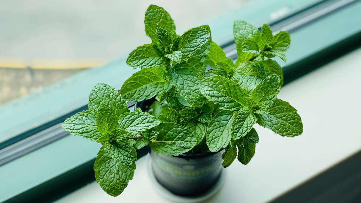 Découvrez nos 7 façons d’utiliser de la menthe fraîche dans la maison
