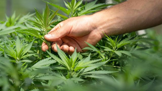 Selon une étude, le Cannabis pourrait protéger contre le Covid-19