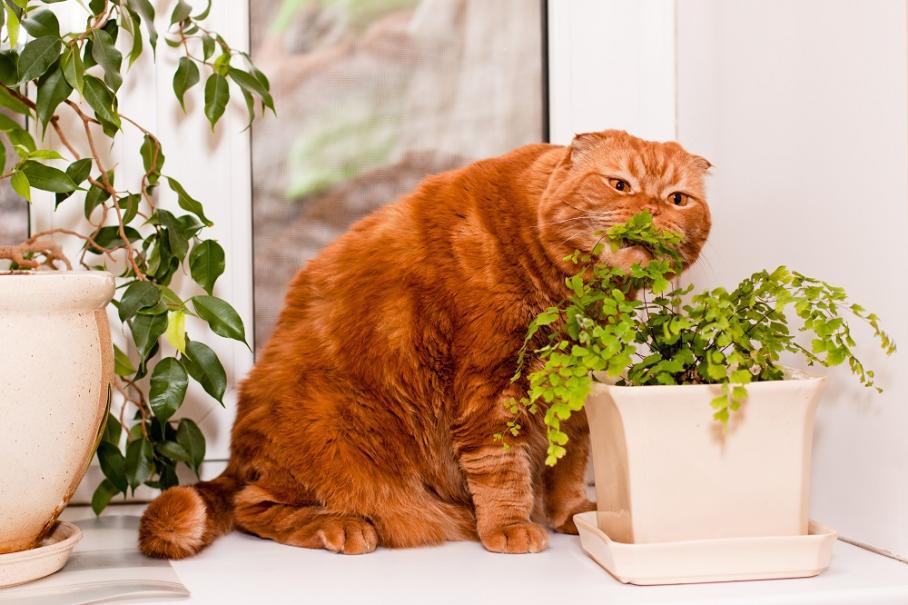 Ces 5 Plantes D Interieur Sont Toxiques Pour Vos Chats