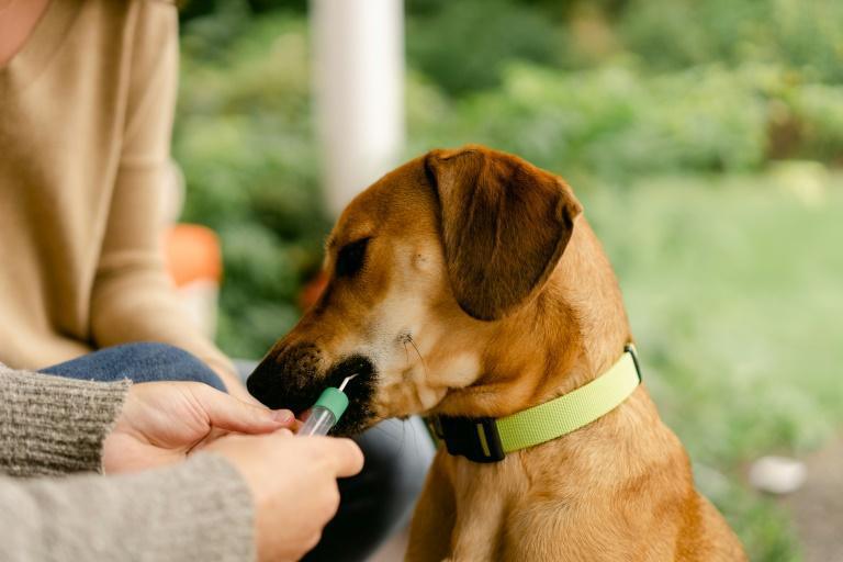 Etats-Unis : Le test ADN pour chiens explose
