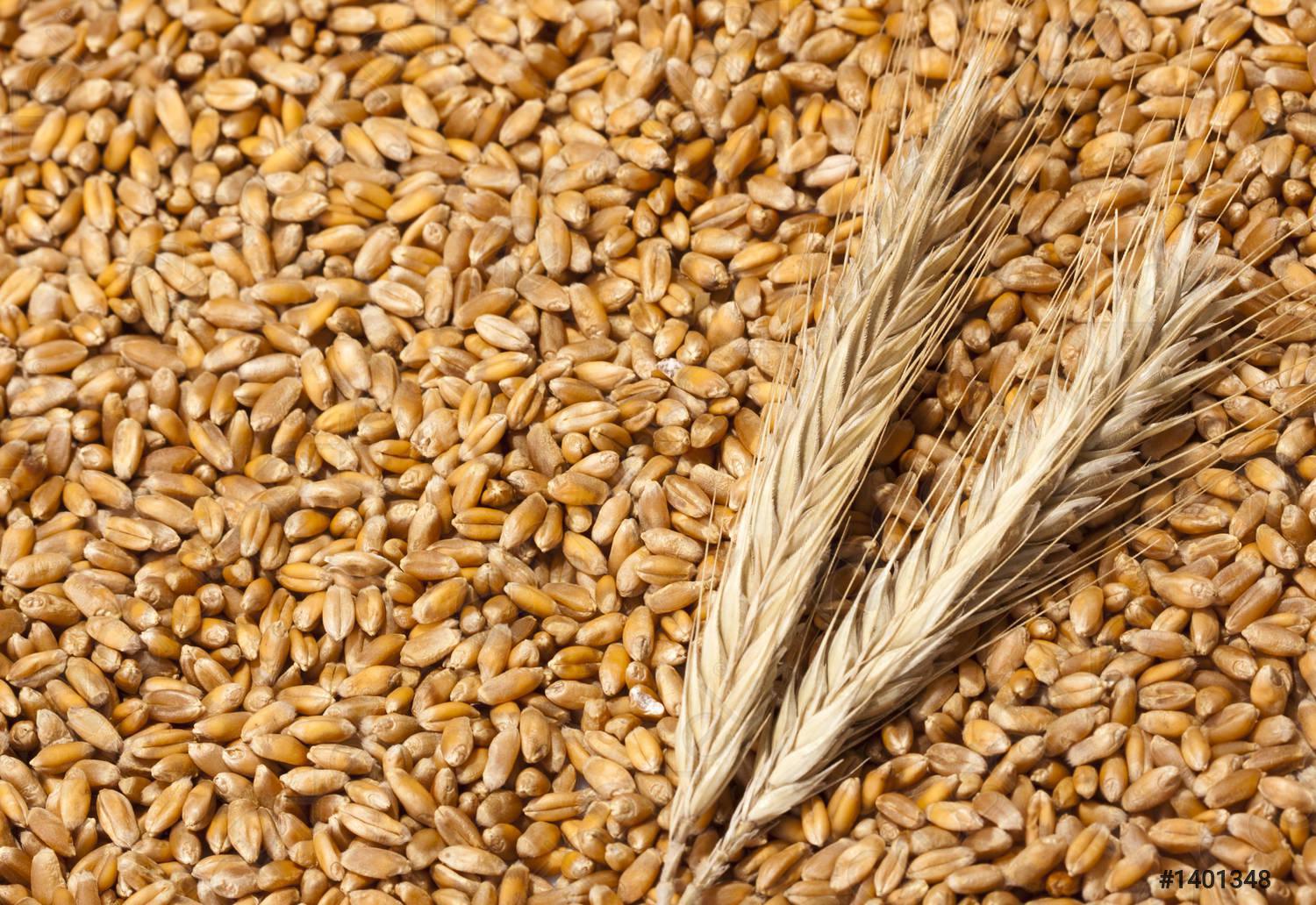 Pour une poignée de grains