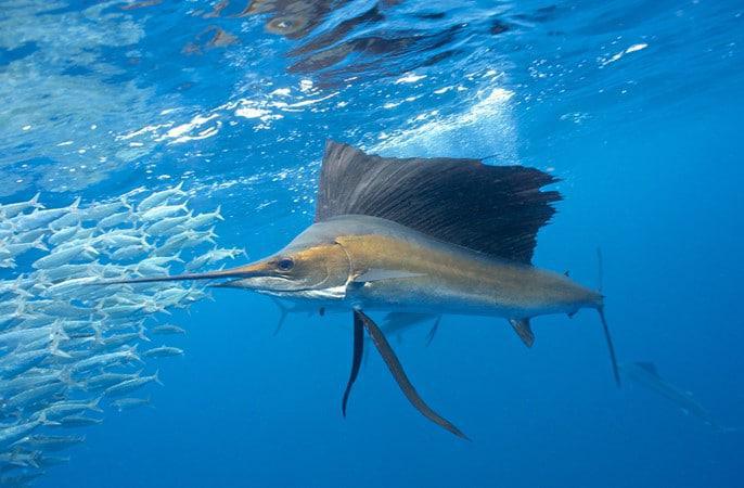 États-Unis : Une femme se fait empaler par un poisson voilier