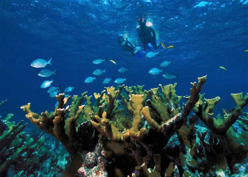 Le snorkeling, une activité pour découvrir la faune aquatique