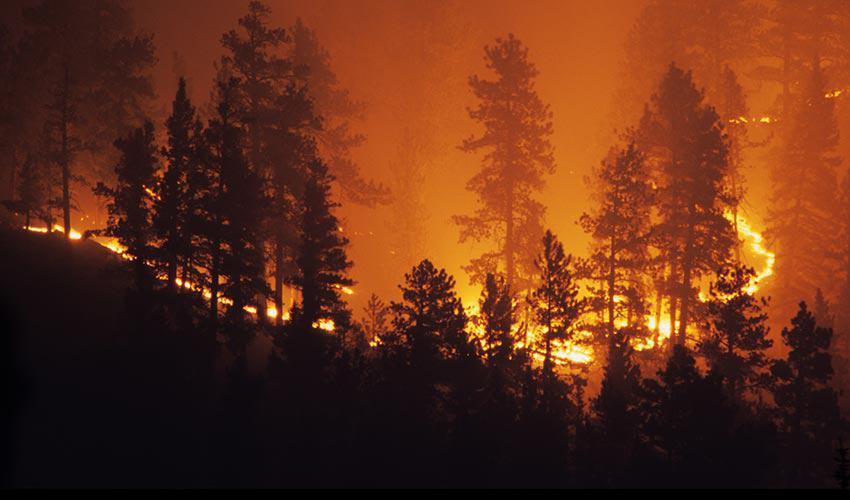 Arrestation de deux suspects impliqués dans le déclenchement du feu de forêt à Ifrane