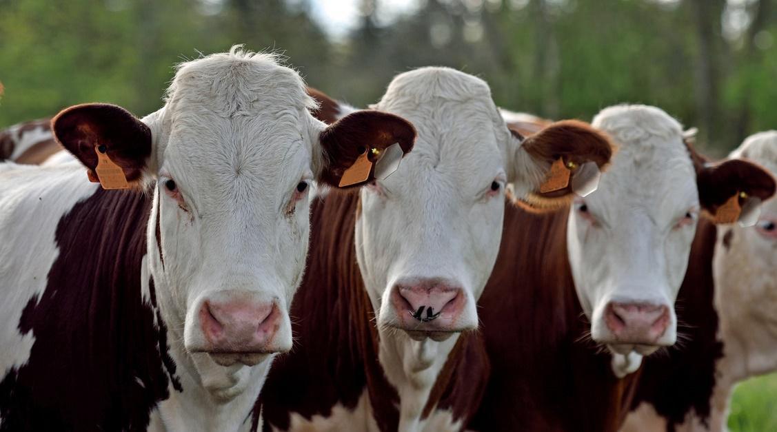 La vache qui pleure