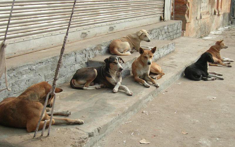 Agadir : une fillette de 5 ans tuée par des chiens errants