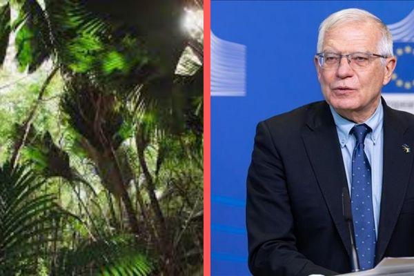 La jungle… de Monsieur Borrel