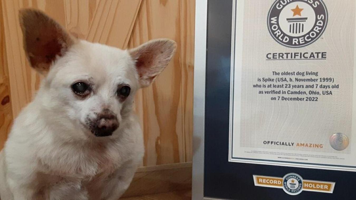 Le plus vieux chien du monde est un chihuahua de 23 ans