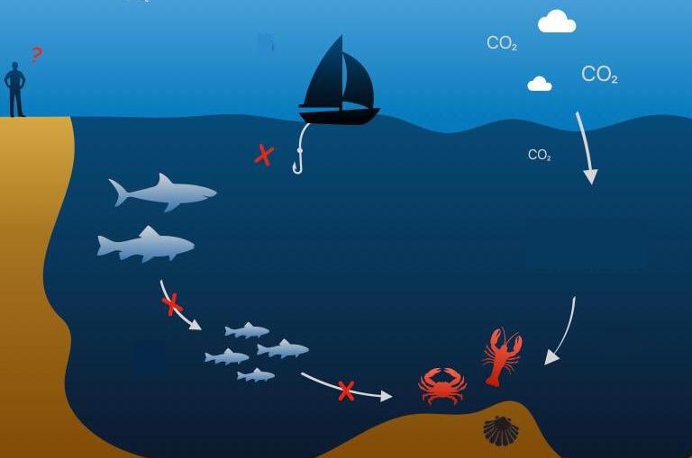 Qu'est-ce que l'acidification des océans ?