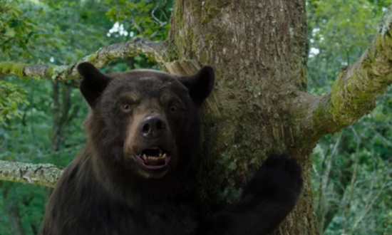 "Crazy Bear" : l'histoire d'un ourse ayant consommé de la cocaïne
