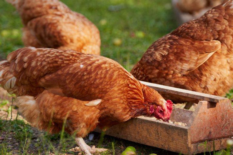 Selon l'ANAVI seul 8 pour cent du poulet produit au Maroc est contrôlé