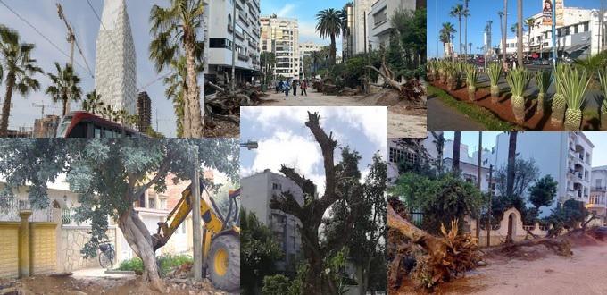 L’arbre, cet ennemi à abattre dans nos villes !