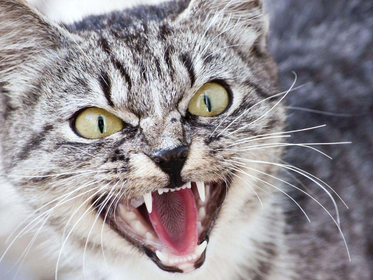 L’ailurophobie : quand la peur des chats devient un véritable cauchemar