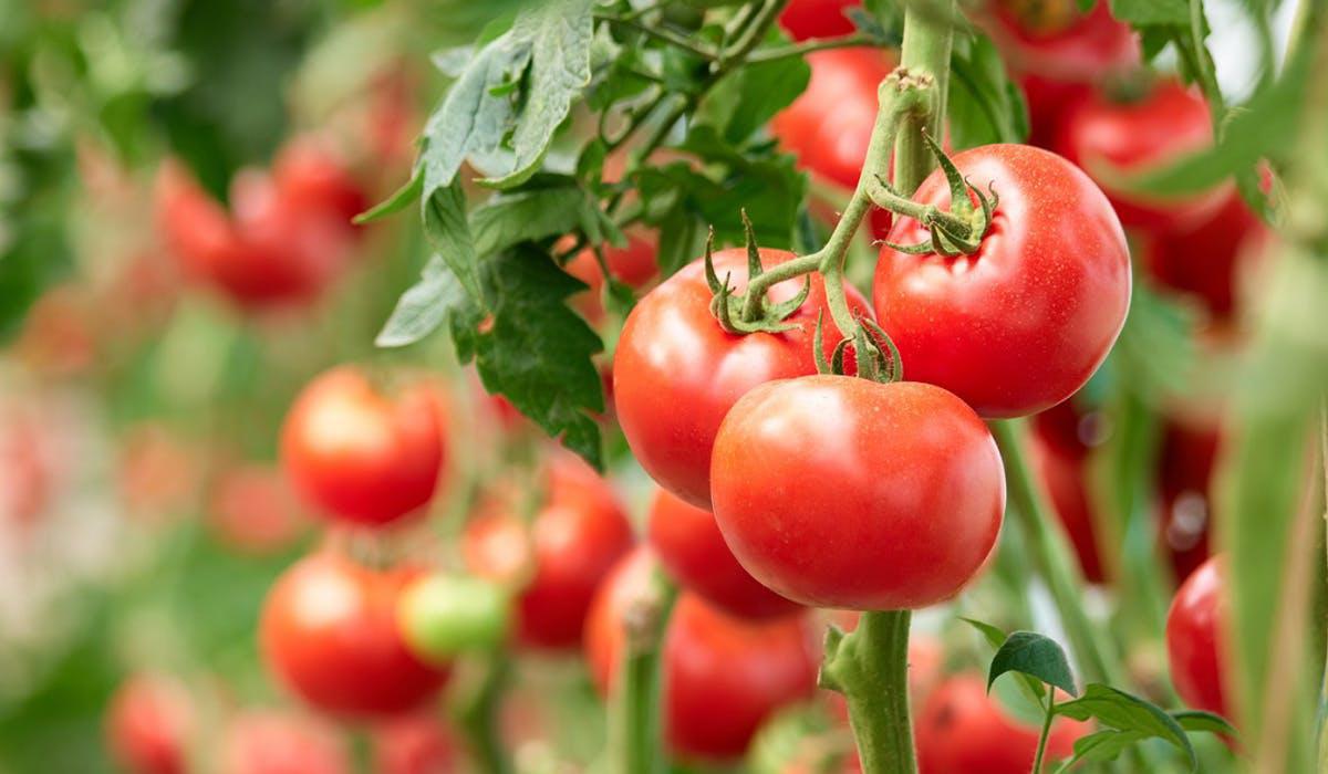 Un virus dévastateur menace les cultures de la tomate