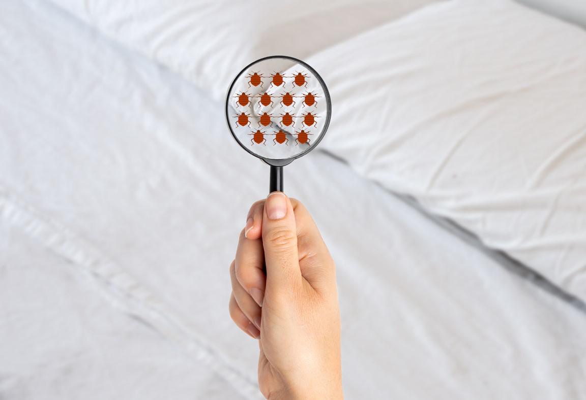Le guide ultime pour identifier et détecter les punaises de lit
