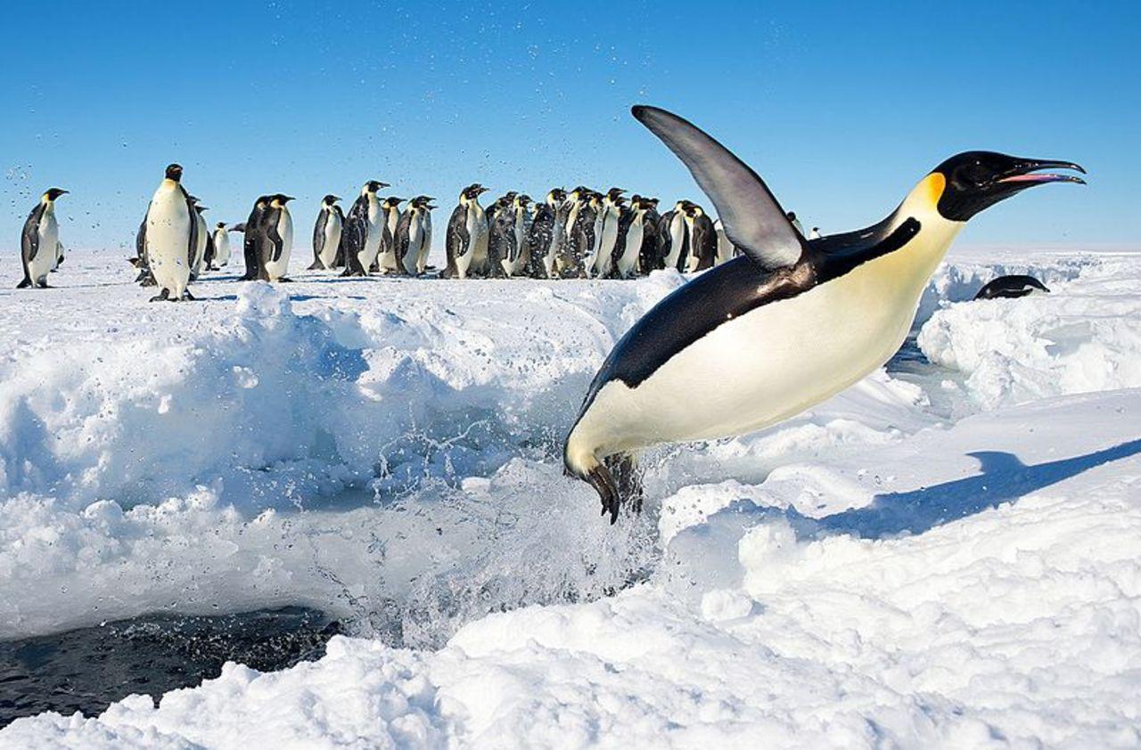 Les poussins de manchots empereurs, premières victimes de la fonte de la banquise en Antarctique