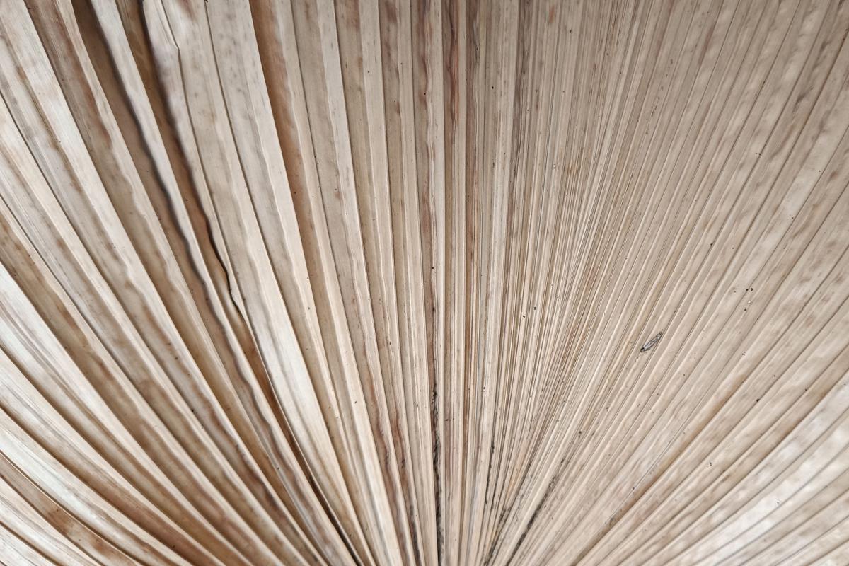 La réutilisation des déchets de palmier dattier