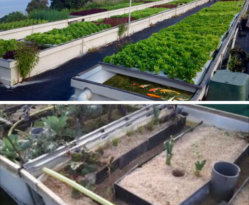 La sabloponie et l'aquaponie pour une meilleure économie d’eau en agriculture