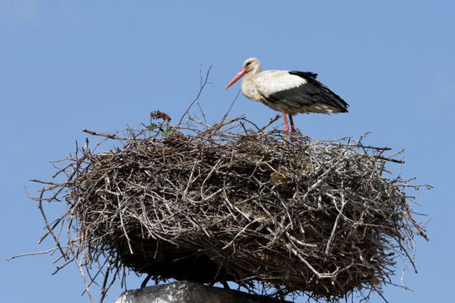 Panique en Suisse : court-circuit par une branche de cigogne