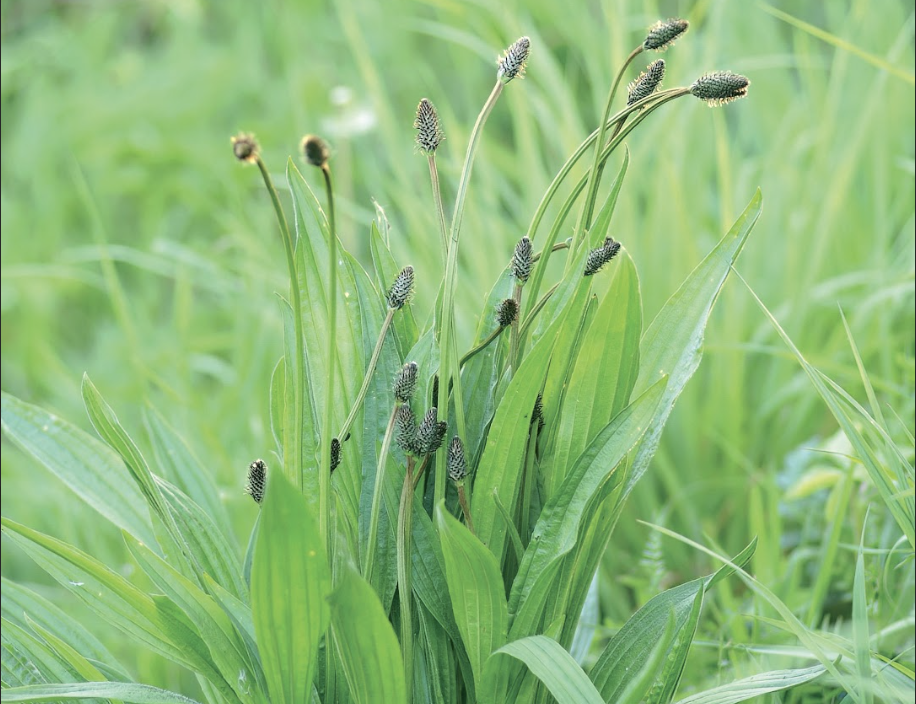 Les vertus du Plantain, cette plante guérit tout