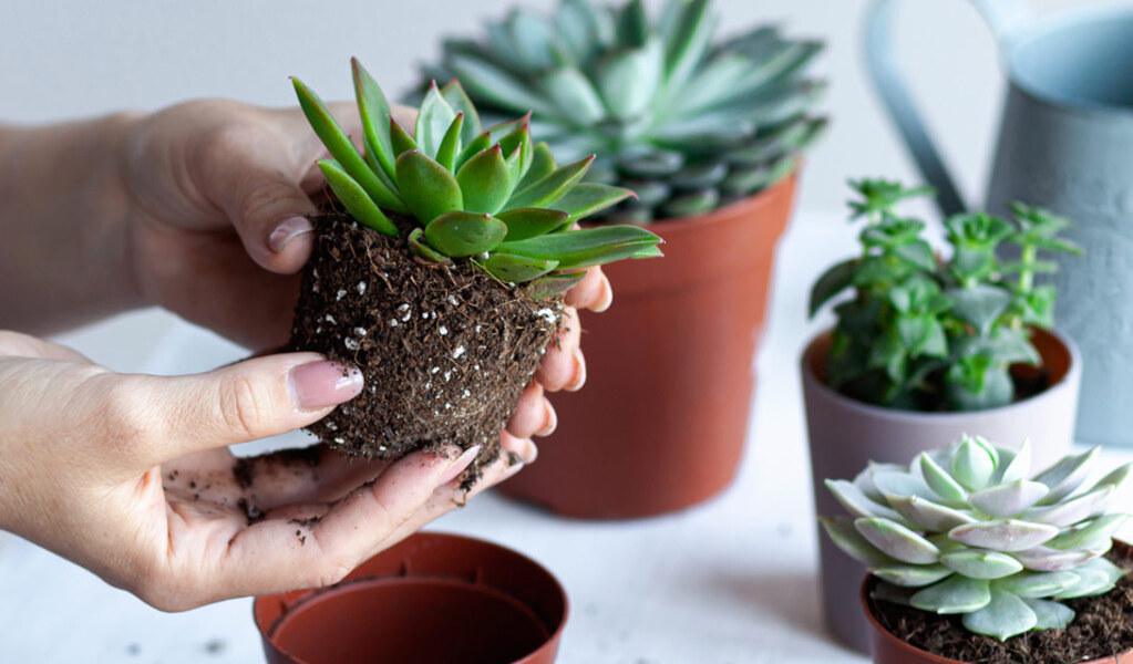Protégez vos plantes : les meilleurs astuces de grand-mère contre les moucherons